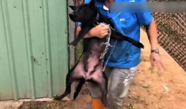 母狗视频,捕捉生命中的温馨瞬间